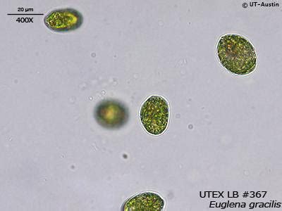  Euglena: Una Creatura Microscopica che Fotositiene e Si Nuove Come un Animale!