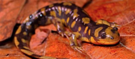  Salamandra: Un Anfibio Misterioso che Nasconde un Segreto Silenzioso e Acquetico!