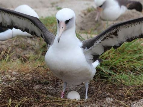  Xystodesmidae! Uno splendido esemplare di millepiedi che si distingue per la sua colorazione vivace e il comportamento affascinante!