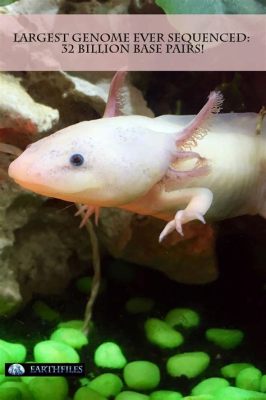  Axolotl: Un Anfibio Acquetico con Capacità di Riparazione Tissutale Incredibili!