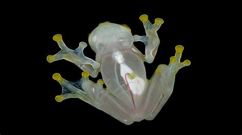 Inquisitive about Amphibians? Meet the Iridescent Glass Frog, a Master of Camouflage with Tiny Toes That Grip Leaves!