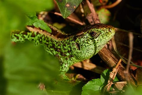  Lacerta Agilis: Un Maestro di Camuffamento che Scintilla come un Gioiello Vivente!