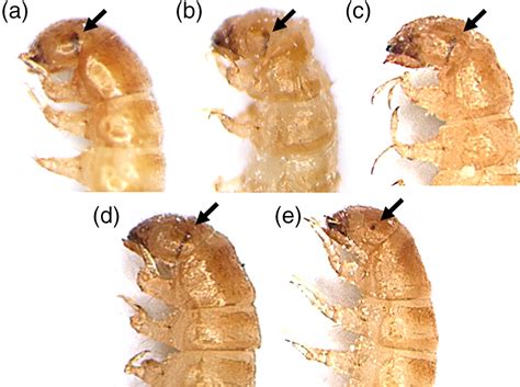 Xenopharyngeal Larvae: Microscopic Invaders with an Intriguing Lifecycle!