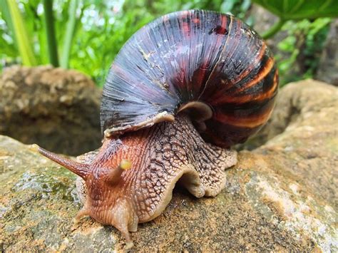 Achatina: Un Gastropode dal Guscio Elargato e una Personalità Incredibilmente Curiosa!