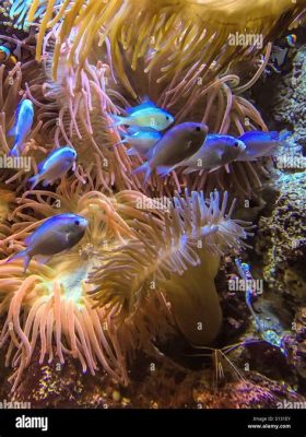  Anemoni di Mare! Un Abbraccio Letale per Pesci Ignari e un Ballo Incantato Sotto le Onde