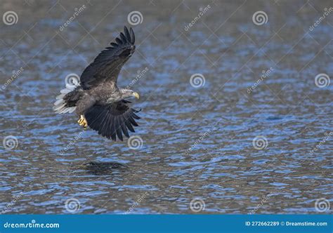  Aquila di mare: un maestoso cacciatore dal piumaggio impeccabile che sfreccia sopra le onde del mare!