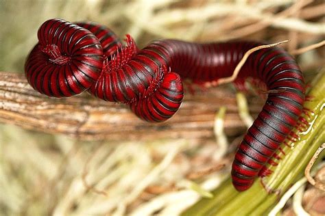  Brandti Millipede: This Curious Crawly Creature Will Make You Rethink Your Fear of Bugs!