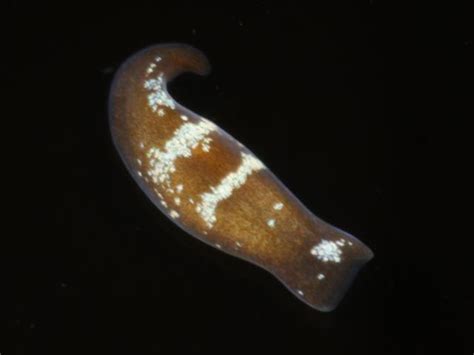  Convoluta! A Tiny Flatworm With Extraordinary Regeneration Abilities and Fascinating Predatory Habits