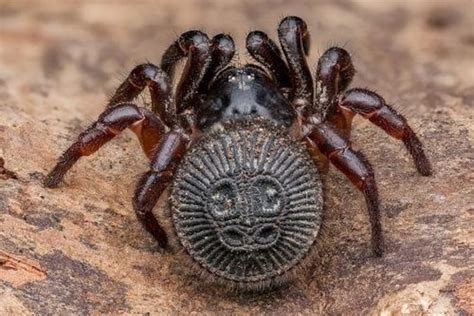  Ctenizidae! Un Ragno Trappola che Scava la Sua Casa con una Maestria Straordinaria