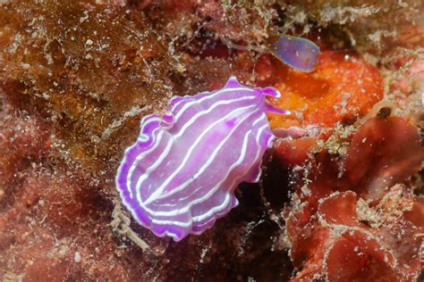 Kottingia!  Un piccolo platelminte marino che galleggia dolcemente sulle onde.