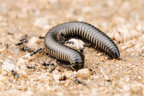 Millipede!  This Slow-Moving Arthropod With Many Legs Will Leave You Amazed by Its Adaptability and Ancient Lineage!