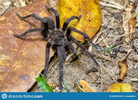  Tarantula: Uninsetto che fa sete e tesse trappole intricate!