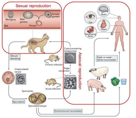 Toxoplasma gondii: Un parassita astuto che manipola i suoi ospiti per raggiungere la sua riproduzione!