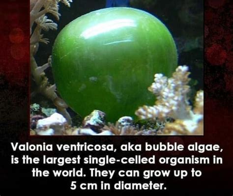  Valonia! Un fantastico gigante del mare con tentacoli che ballano dolcemente