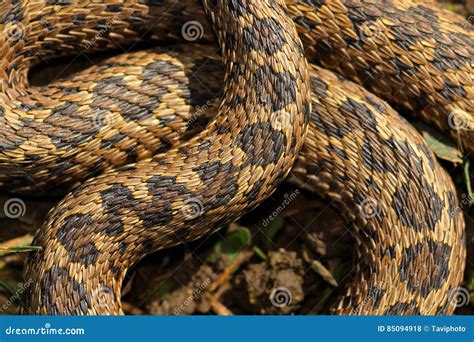 Vipera! Un Rettile Silenzioso con Squame Brillanti che Si Nasconde tra le Rocce