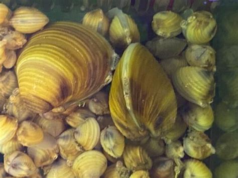  Wonky Clams: These Filter-Feeders With Pearlescent Shells are Truly Masters of Disguise!