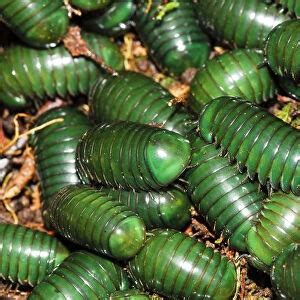  Worm Millipede:  A Gentle Giant That Rolls Itself into a Ball When Threatened?