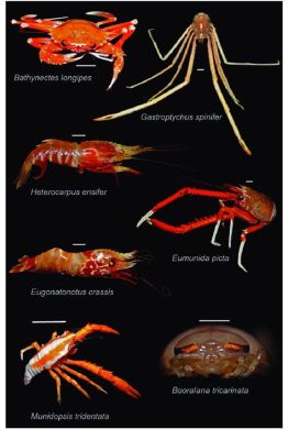  Xanthocaris! Un piccolo crostaceo che ti stupirà con il suo aspetto e i suoi incredibili adattamenti alla vita negli oceani profondi