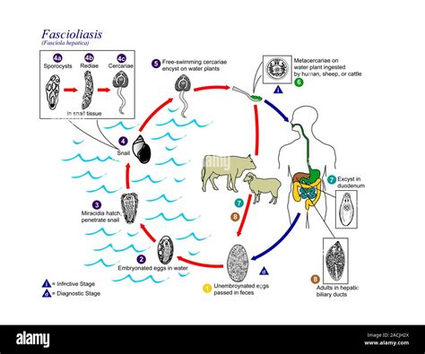  Xenotrema: Un Parassita Trematode dal Ciclo Vita Inaspettato!