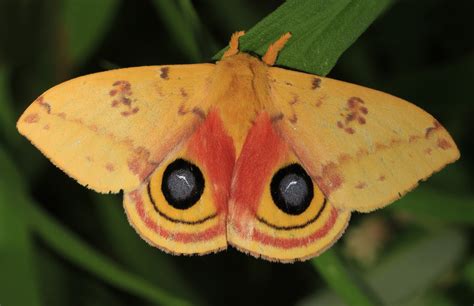  Zaraphon! Scopri questo affascinante insetto dai colori vivaci e dalle abitudini notturne